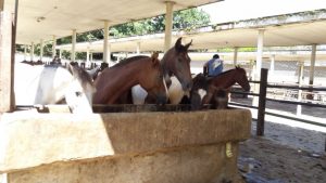 Yeguas y Caballos de Trabajo