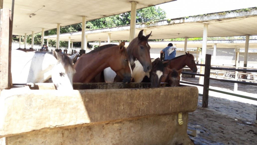 Yeguas y Caballos de Trabajo