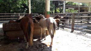 Yegua y caballo  de Trabajo