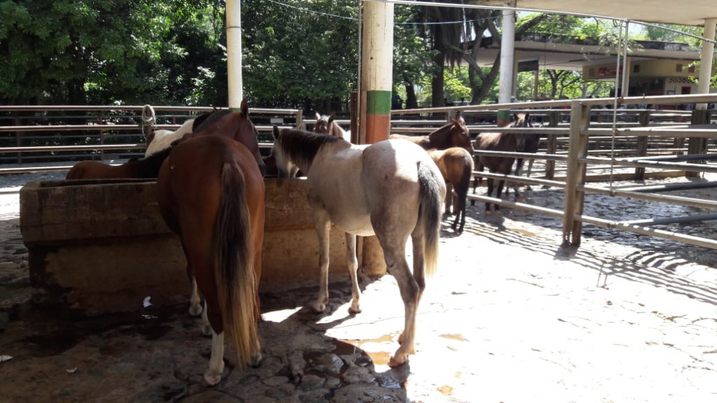 Yegua y caballo  de Trabajo