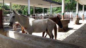 Caballo y Yegua