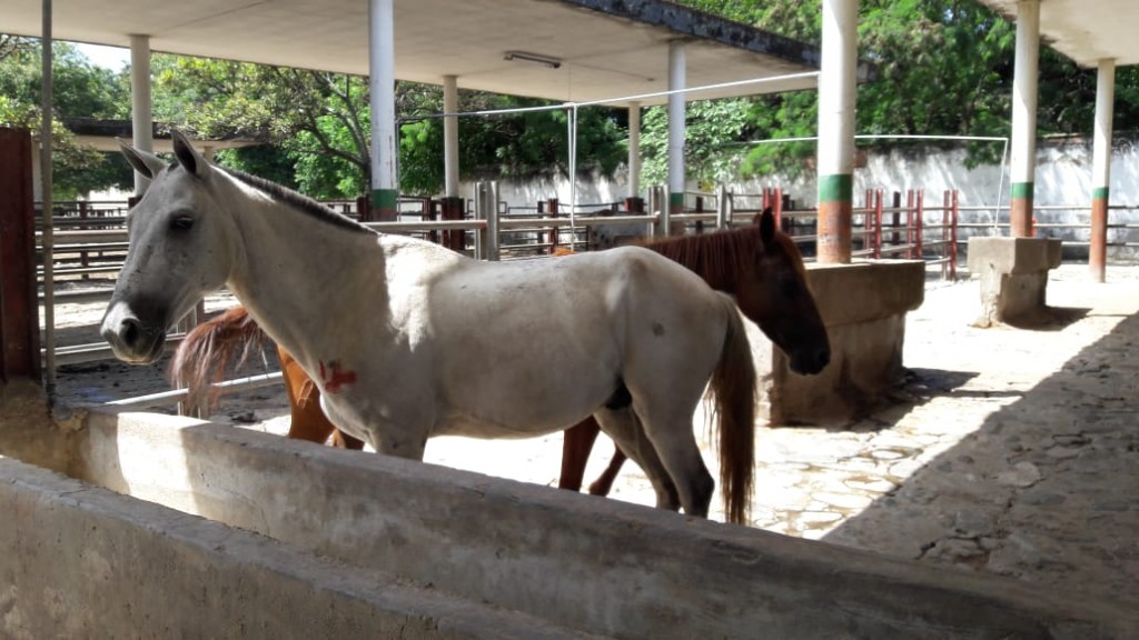 Caballo y Yegua