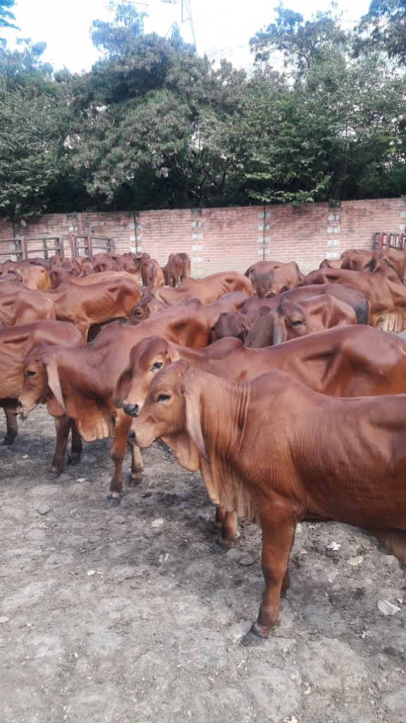 Terneros de Levante Brahman Rojo