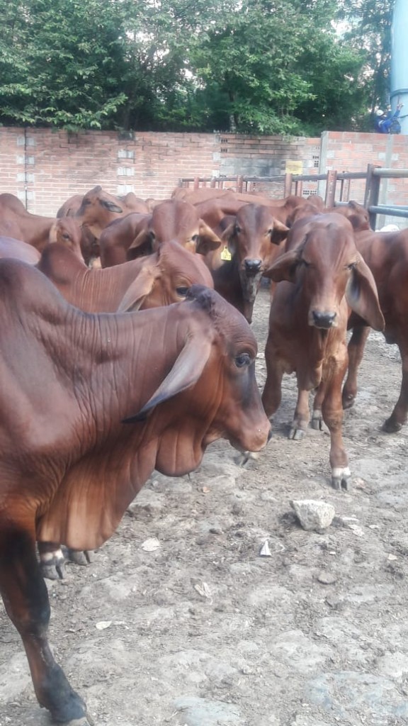 Terneras de levante Brahman rojo comercial