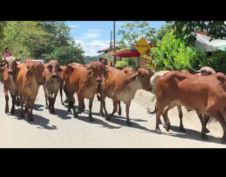 Vacas 3/4 Gyr Preñadas