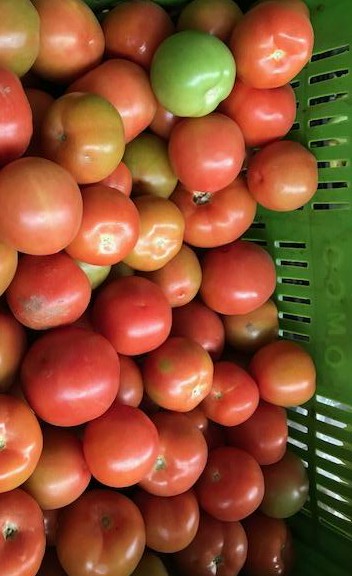 Tomate chonto de primera