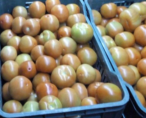 Tomate chonto selecto