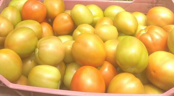 Tomate chonto parejo