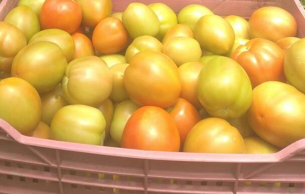 Tomate chonto de primera