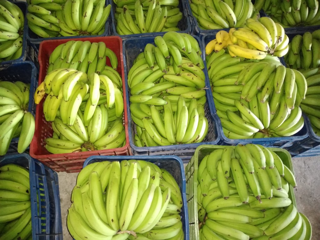 Banano