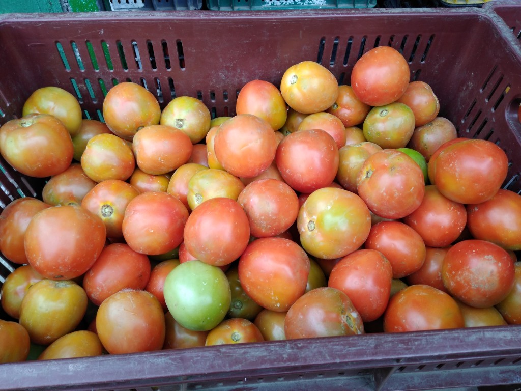 Tomate chonto parejo