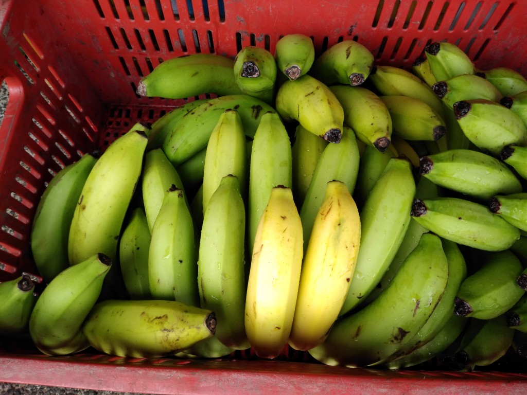 Banano Mitchell 1ra