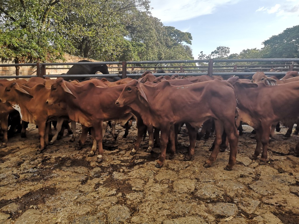 Novillos Brahman Rojo comercial
