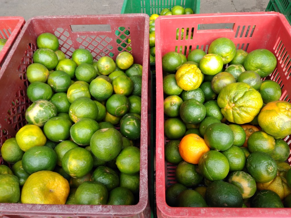 Mandarina oneco 1ra