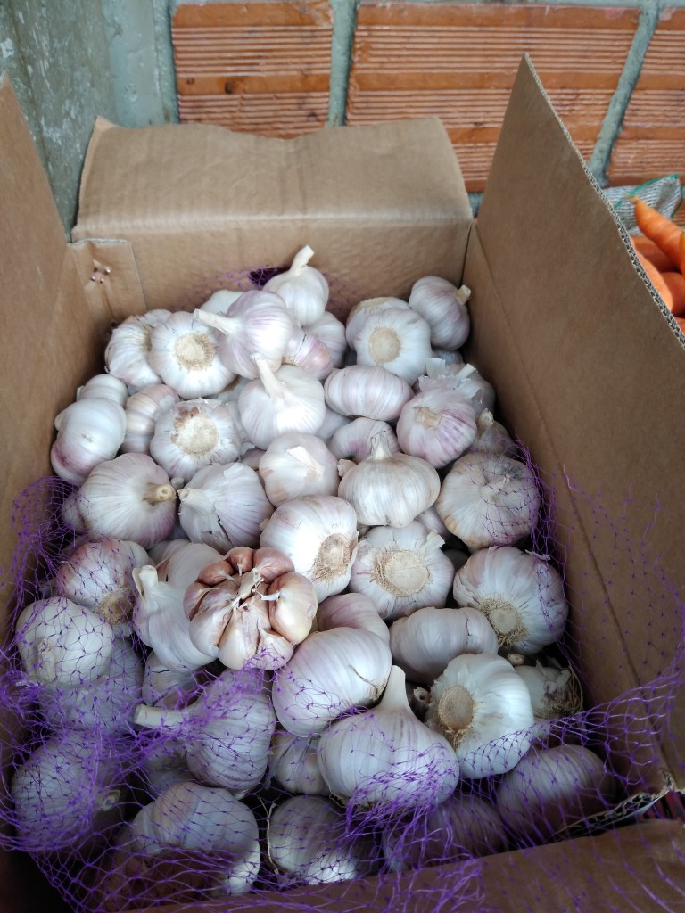 Ajo