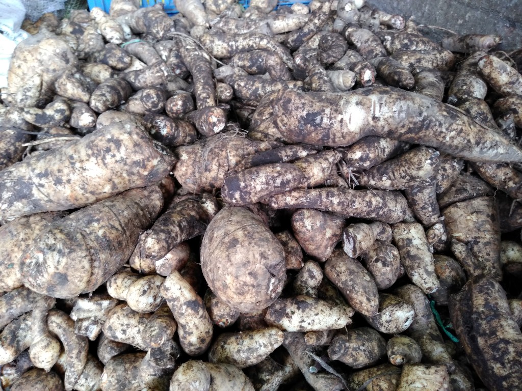 Arracacha valluna