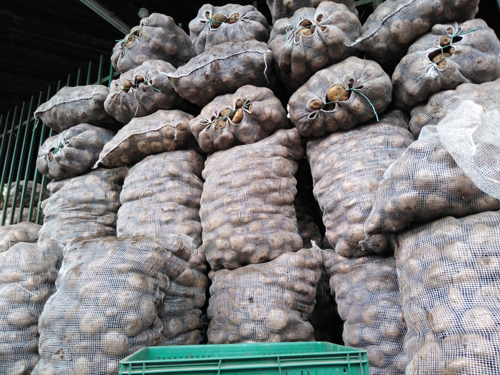 Papa tipo unica bogotana