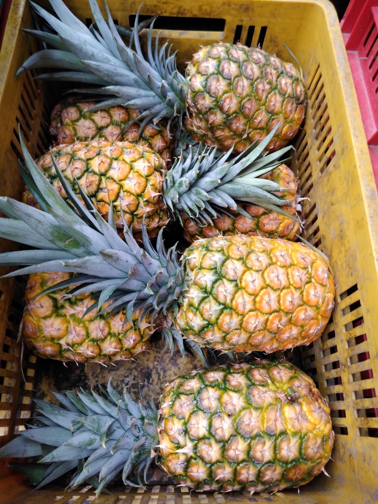 Piña oro miel 1ra.