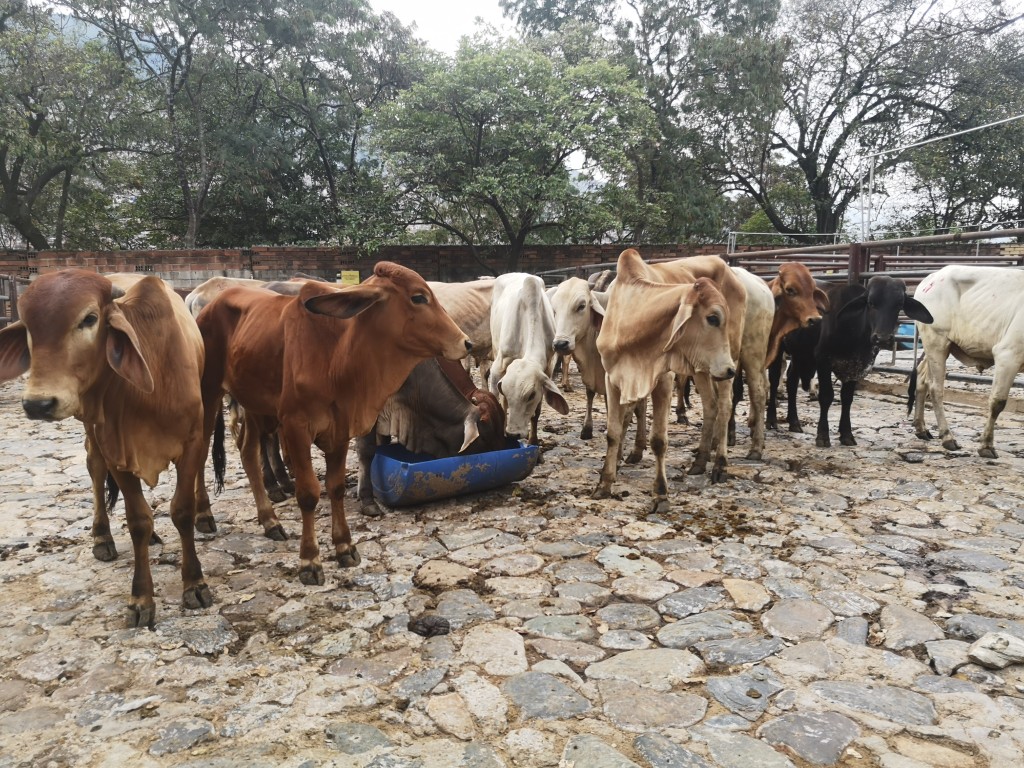Machos de Levante