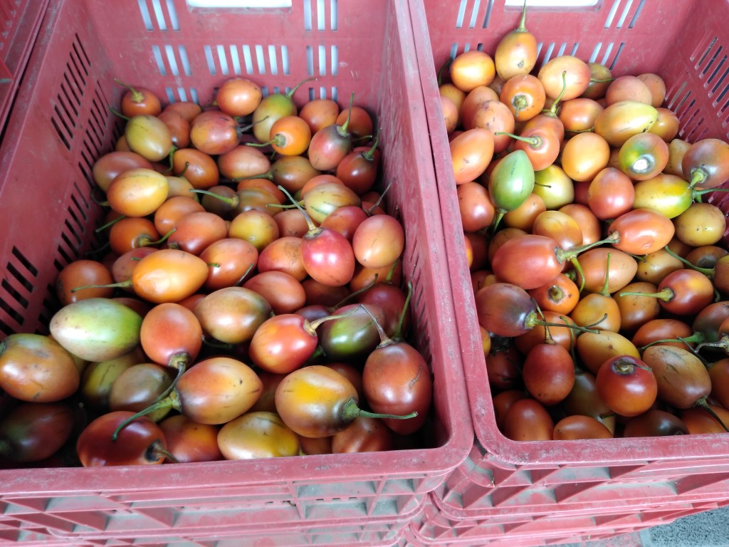 Tomate de árbol 1ra