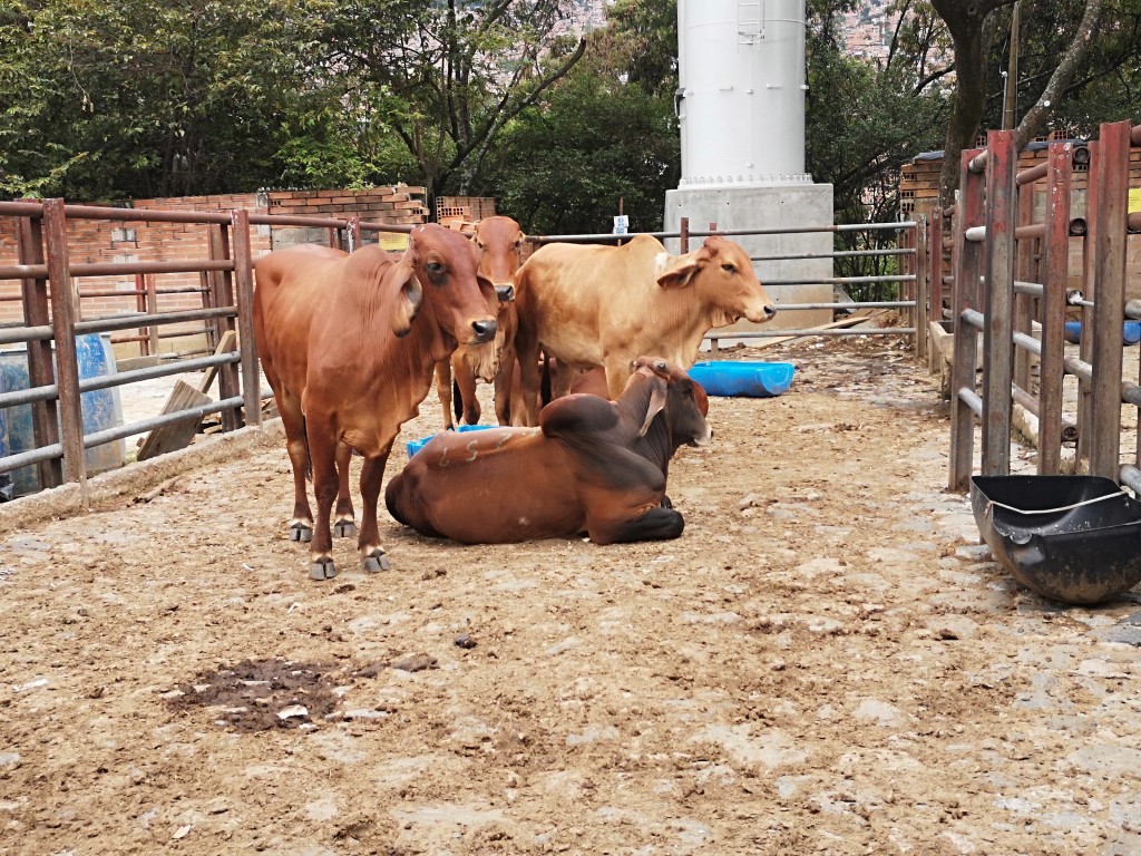 Novillas Brahman Rojo
