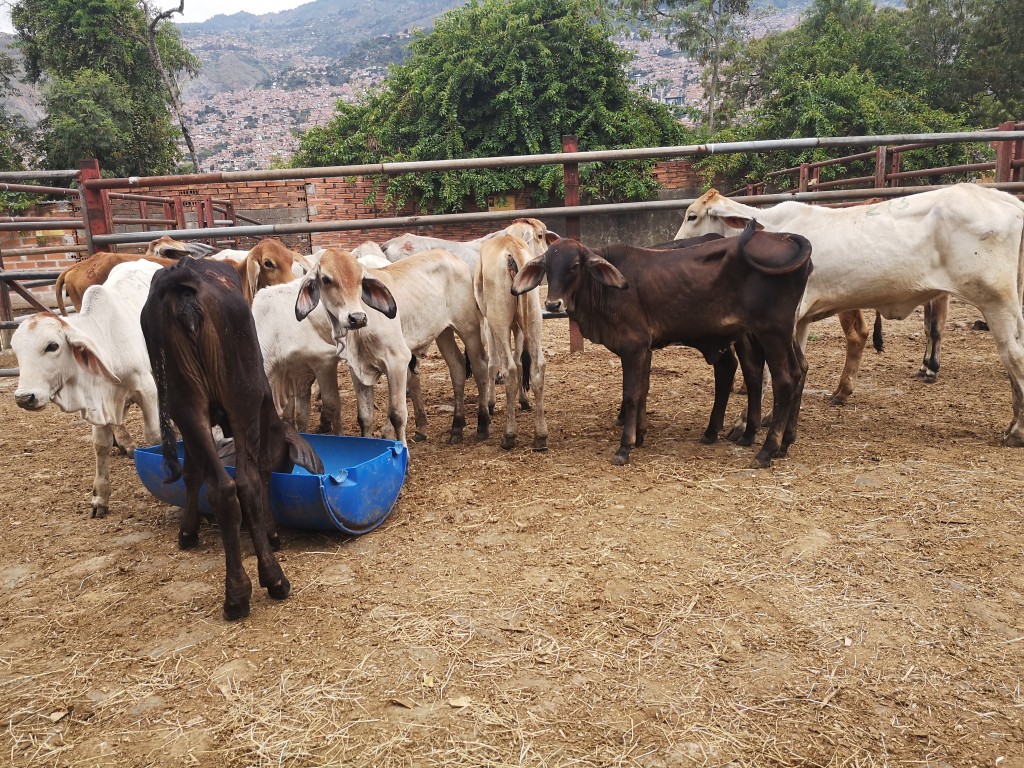 Terneras de levante