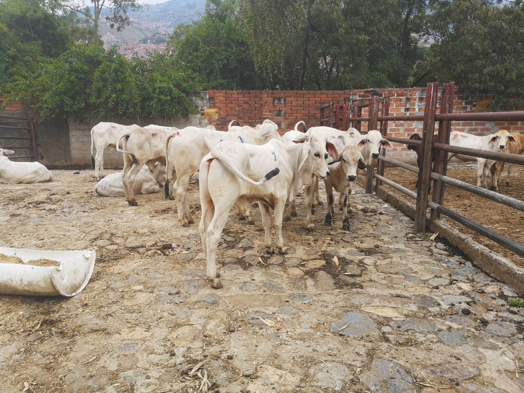 Terneras cebu Blancas