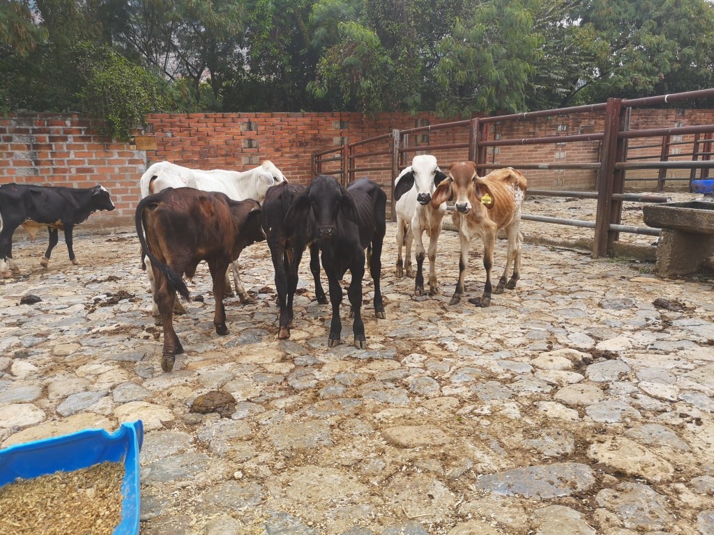 Ternero de levante cebuino comercial