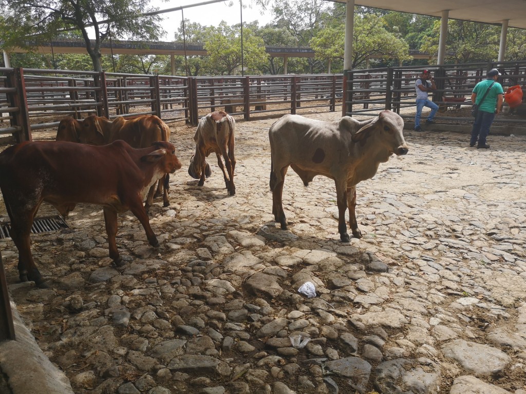 Terneros Gyr comerciales