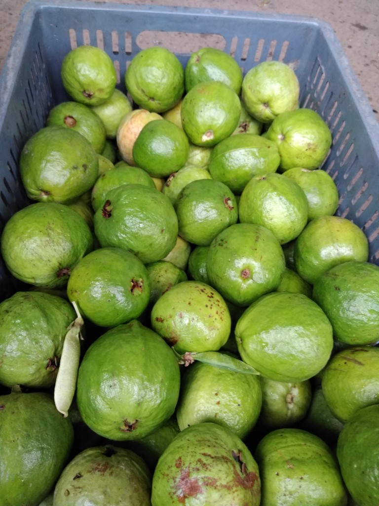 Guayaba manzana 1ra