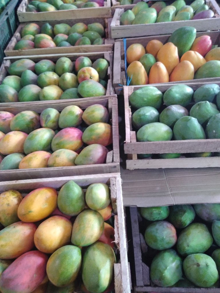 Mango yulima