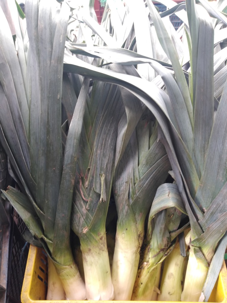 Cebolla puerro