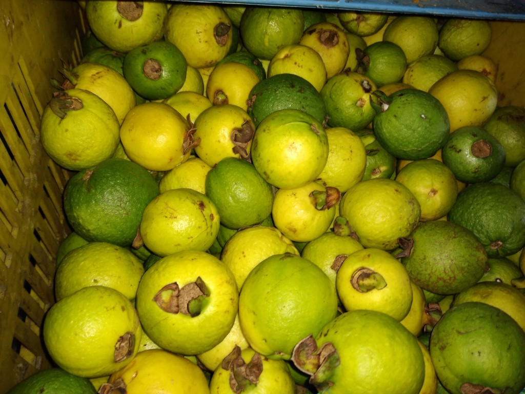 Guayaba agria