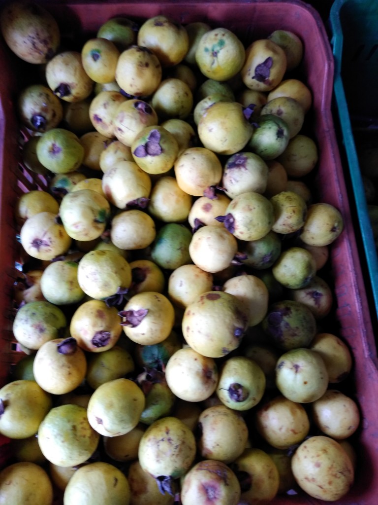 Guayaba agria 1ra