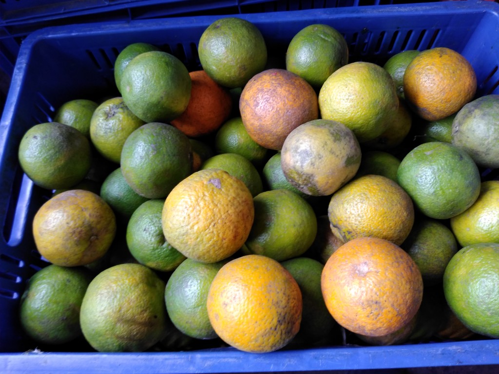 Naranja swith gruesa