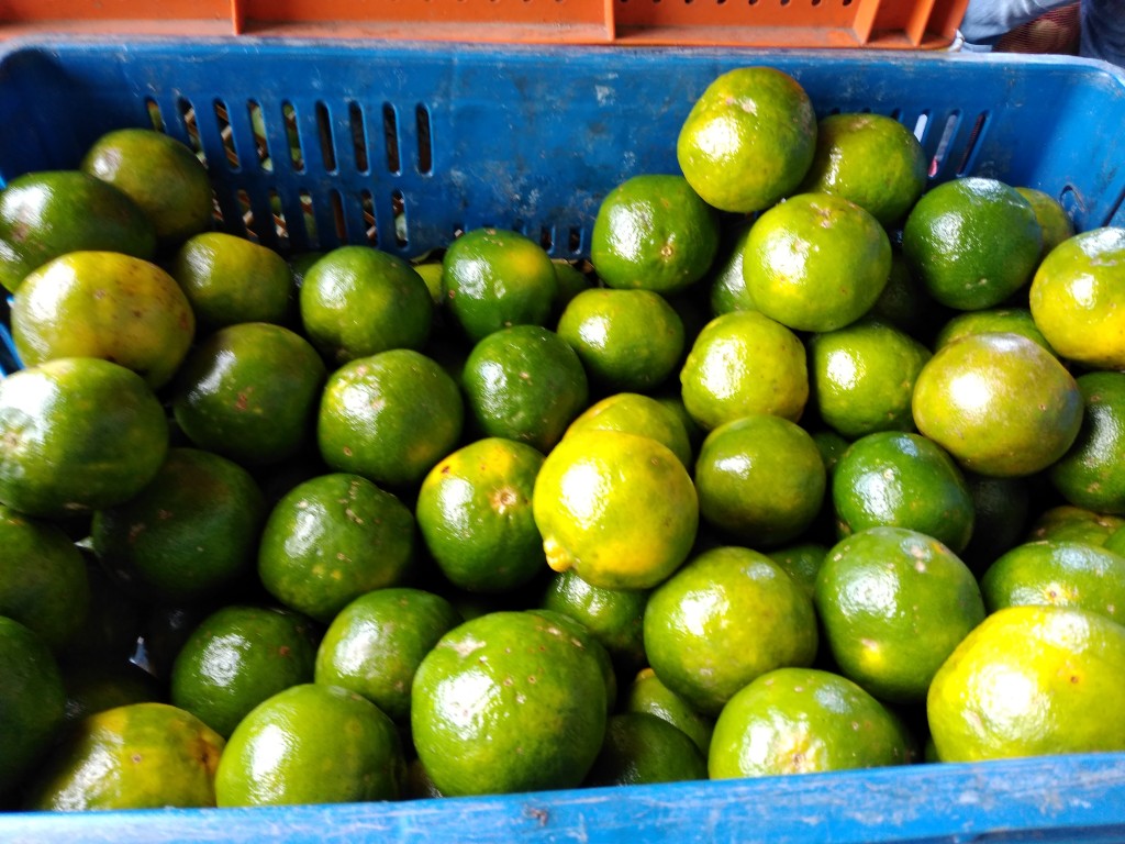 Mandarina oneco pareja