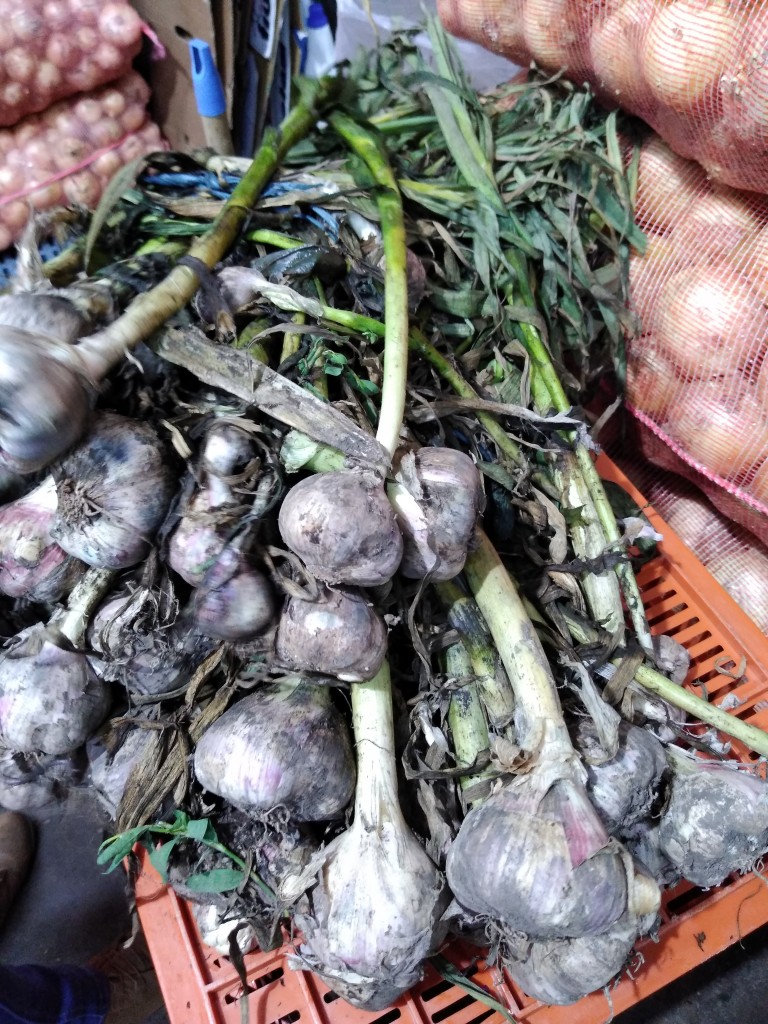 Ajo en rama morado