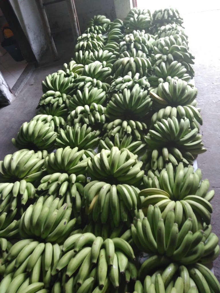 Banano criollo 2da