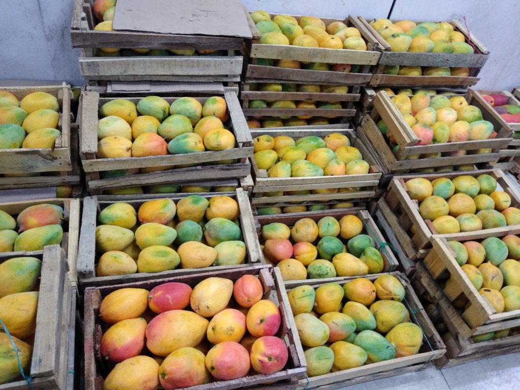 Mango yulima — foto 7 de 8