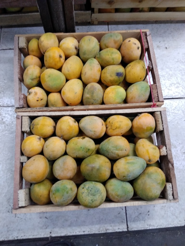 Mango mariquiteño