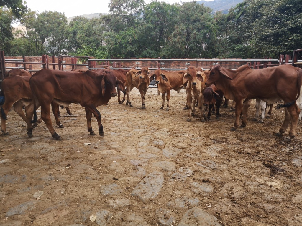 Terneros Brahman Rojo comercial