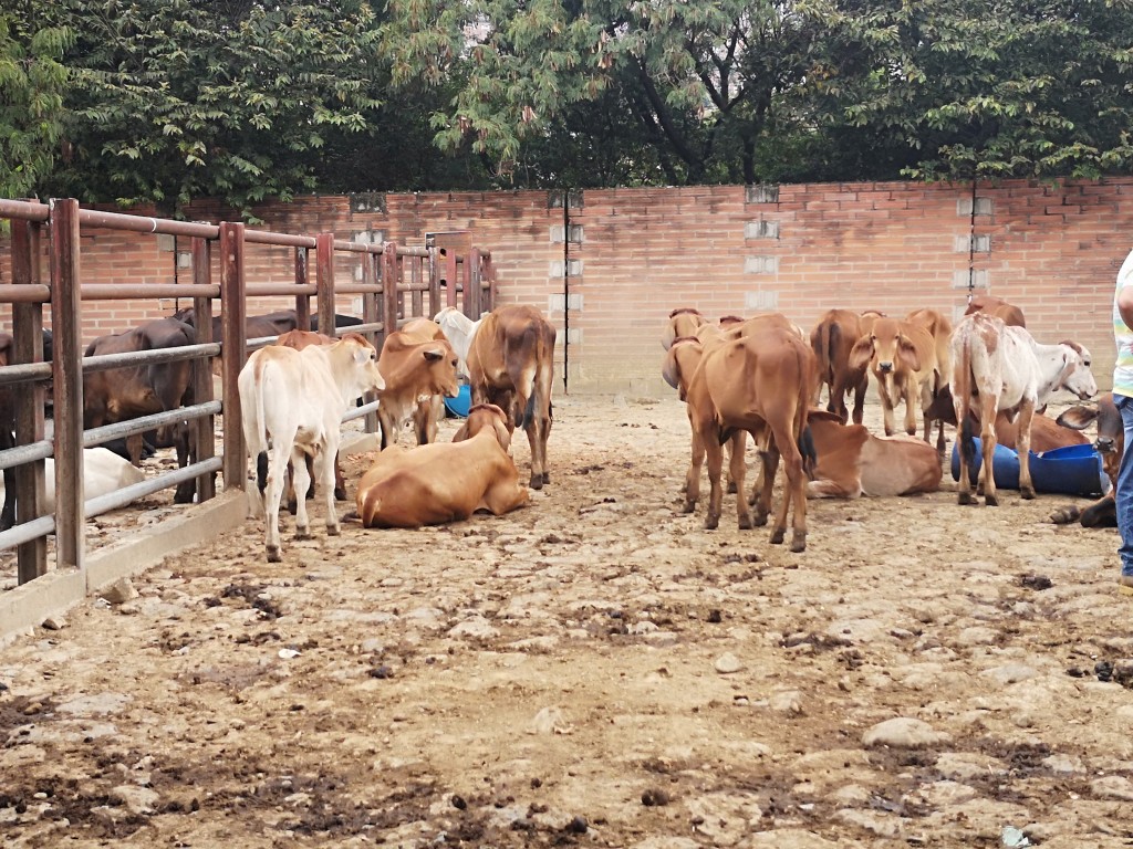 Machos de Levante