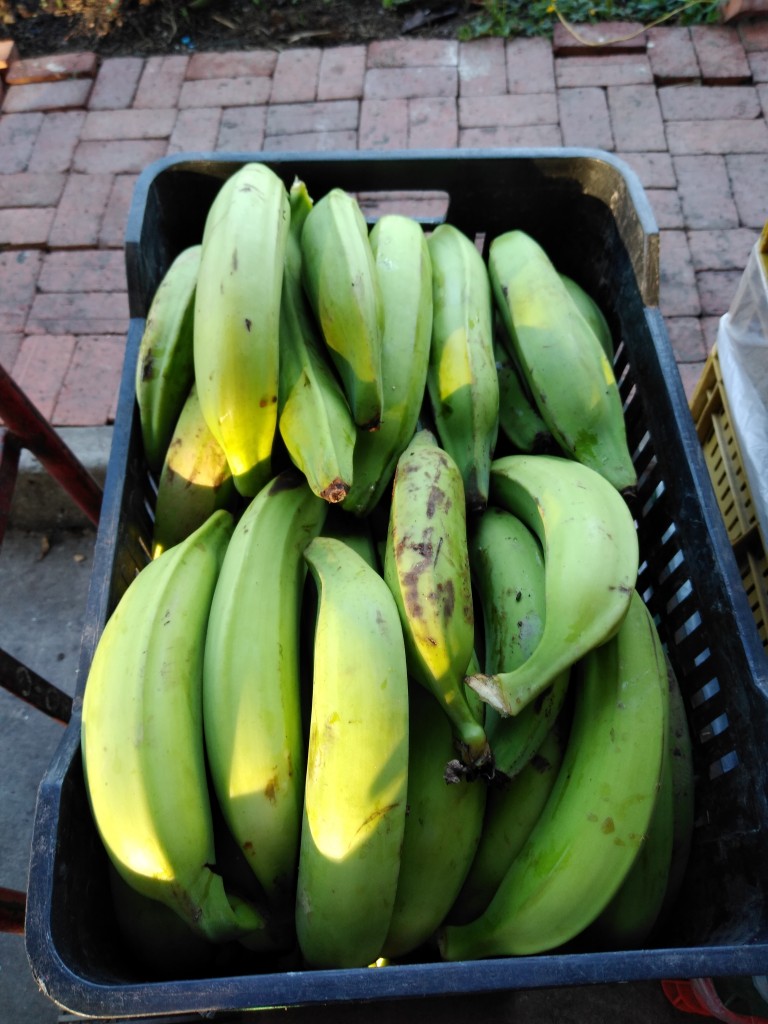 Plátano harton 1ra