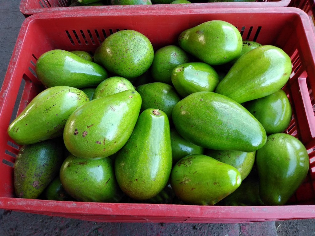 Aguacate papelillo