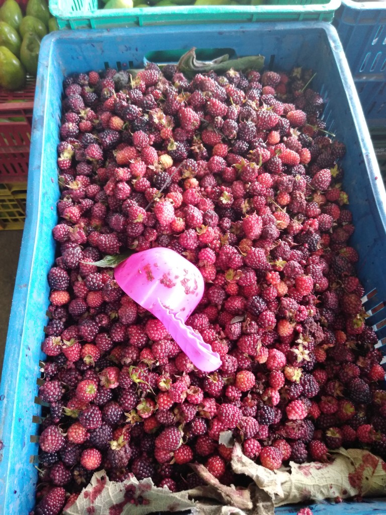 Mora