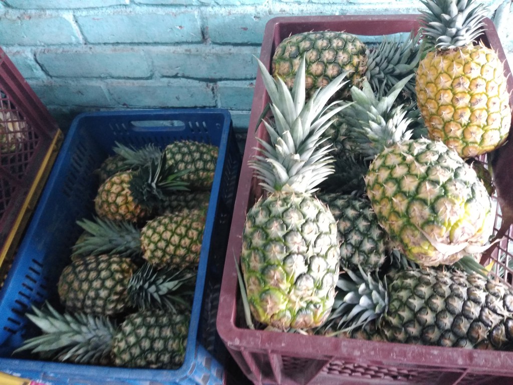 Piña oro miel 1ra