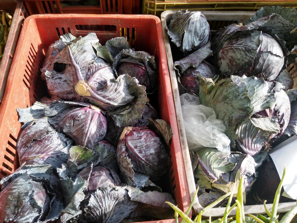 Repollo morado