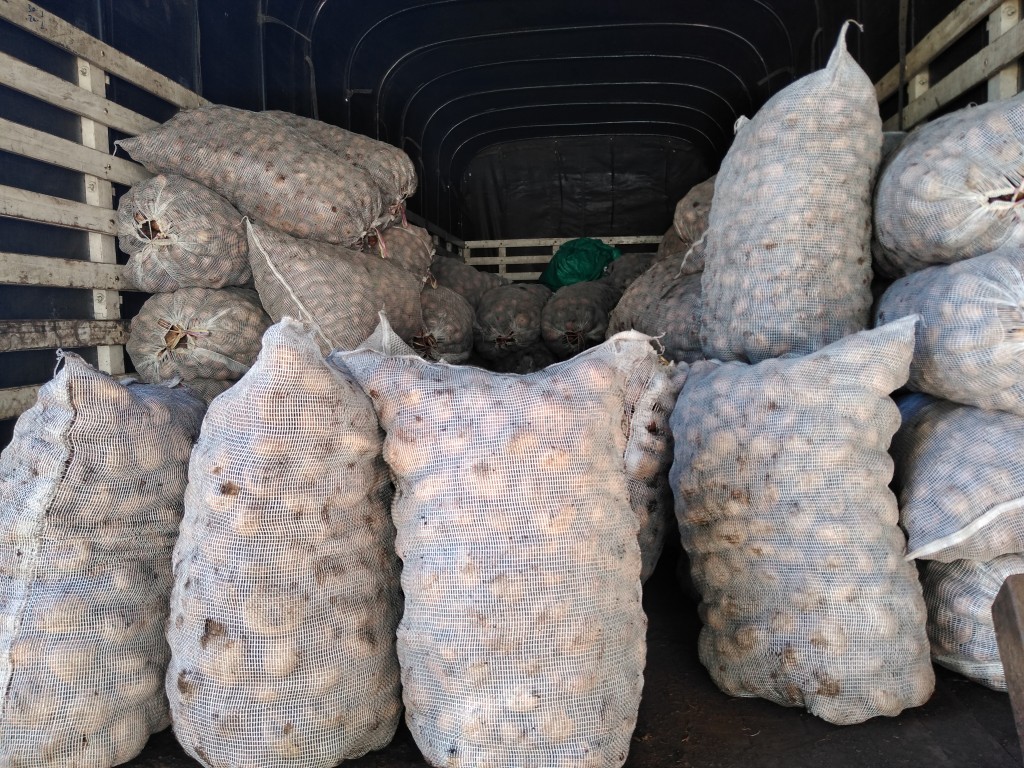 Papa pastusa suprema