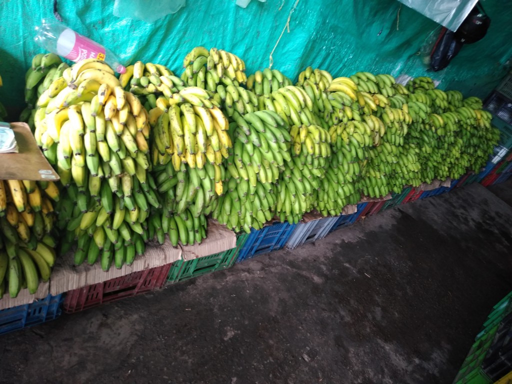 Banano criollo