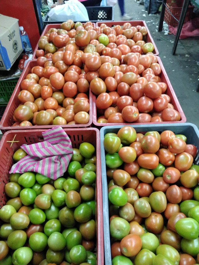 Tomate chonto grueso